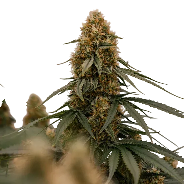 Gaia F1 | AUTOFEM | Royal Queen Seeds - Freigestellt 2026-06-09