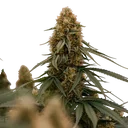 Gaia F1 | AUTOFEM | Royal Queen Seeds - Freigestellt 2026-06-09