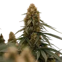 Gaia F1 | AUTOFEM | Royal Queen Seeds - Freigestellt 2026-06-09