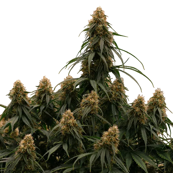 Gaia F1 | AUTOFEM | Royal Queen Seeds - Freigestellt 2026-06-09