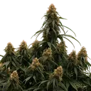 Gaia F1 | AUTOFEM | Royal Queen Seeds - Freigestellt 2026-06-09