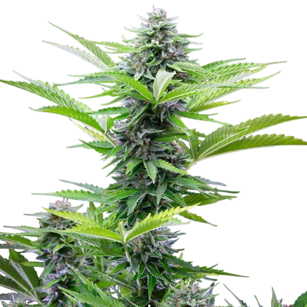 Fast Eddy CBD | AUTOFEM | Royal Queen Seeds - Freigestellt 2026-06-09