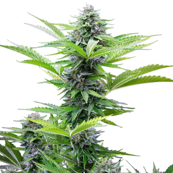 Fast Eddy CBD | AUTOFEM | Royal Queen Seeds - Freigestellt 2026-06-09