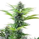Fast Eddy CBD | AUTOFEM | Royal Queen Seeds - Freigestellt 2026-06-09