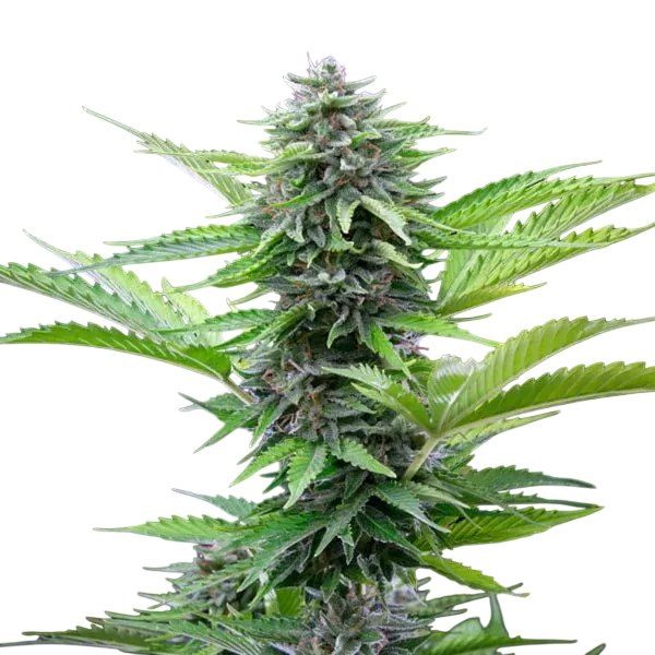 Fast Eddy CBD | AUTOFEM | Royal Queen Seeds - Freigestellt 2026-06-09