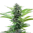 Fast Eddy CBD | AUTOFEM | Royal Queen Seeds - Freigestellt 2026-06-09