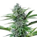 Fast Eddy CBD | AUTOFEM | Royal Queen Seeds - Freigestellt 2026-06-09