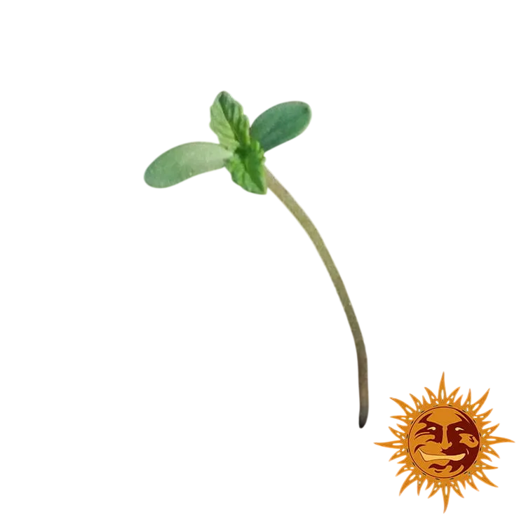 Zkittlez OG | AUTOFEM | Barneys Farm - Freigestellt 2026-06-09