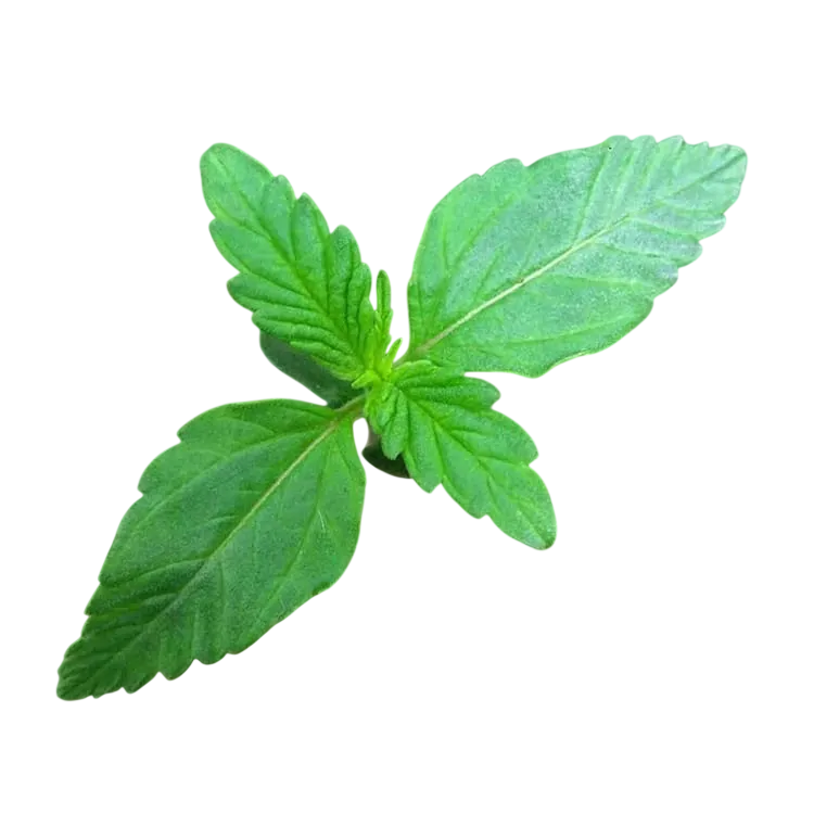 Zkittlez OG | AUTOFEM | Barneys Farm - Freigestellt 2026-06-09