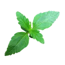 Zkittlez OG | AUTOFEM | Barneys Farm - Freigestellt 2026-06-09