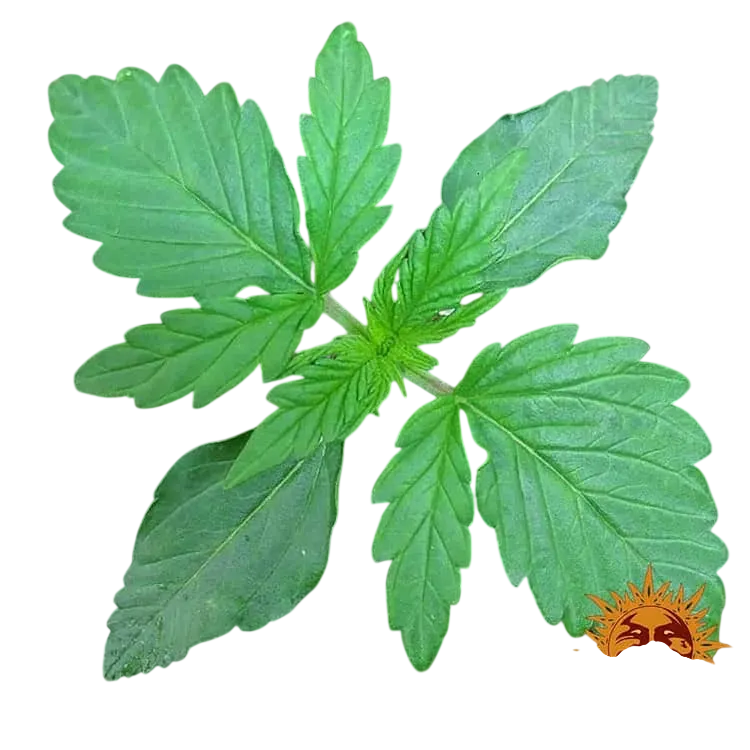 Zkittlez OG | AUTOFEM | Barneys Farm - Freigestellt 2026-06-09