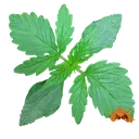 Zkittlez OG | AUTOFEM | Barneys Farm - Freigestellt 2026-06-09