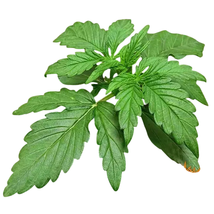Zkittlez OG | AUTOFEM | Barneys Farm - Freigestellt 2026-06-09