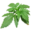 Zkittlez OG | AUTOFEM | Barneys Farm - Freigestellt 2026-06-09