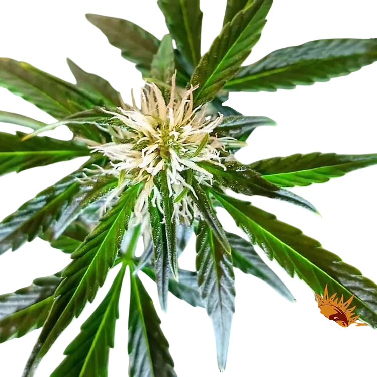 Zkittlez OG | AUTOFEM | Barneys Farm - Freigestellt 2026-06-09