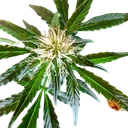 Zkittlez OG | AUTOFEM | Barneys Farm - Freigestellt 2026-06-09
