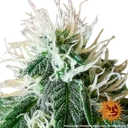Zkittlez OG | AUTOFEM | Barneys Farm - Freigestellt 2026-06-09