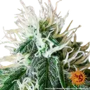 Zkittlez OG | AUTOFEM | Barneys Farm - Freigestellt 2026-06-09