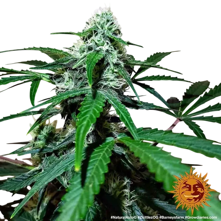 Zkittlez OG | AUTOFEM | Barneys Farm - Freigestellt 2026-06-09