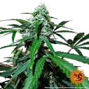 Zkittlez OG | AUTOFEM | Barneys Farm - Freigestellt 2026-06-09