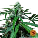 Zkittlez OG | AUTOFEM | Barneys Farm - Freigestellt 2026-06-09