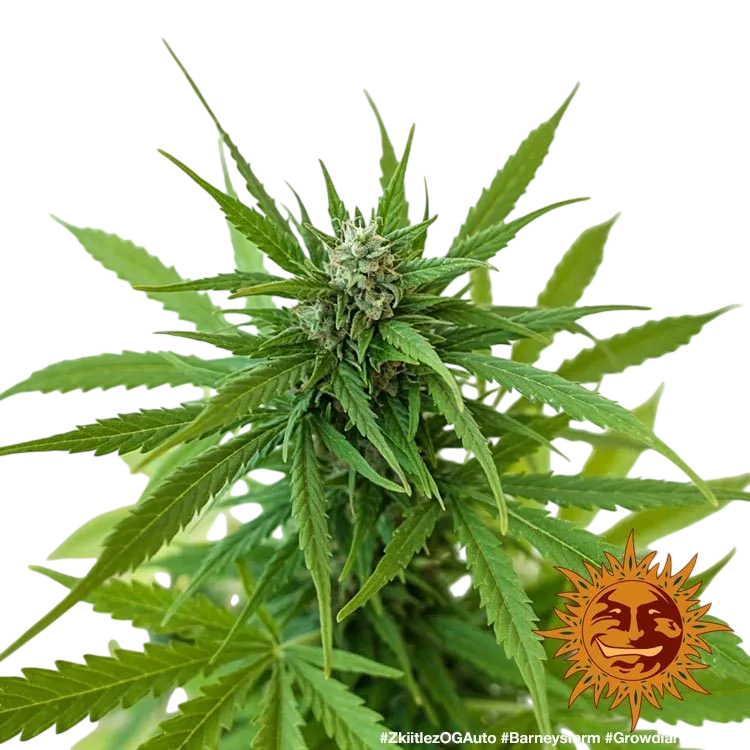 Zkittlez OG | AUTOFEM | Barneys Farm - Freigestellt 2026-06-09