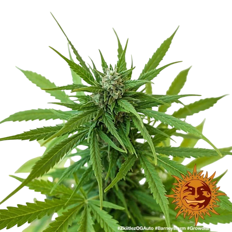 Zkittlez OG | AUTOFEM | Barneys Farm - Freigestellt 2026-06-09