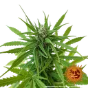 Zkittlez OG | AUTOFEM | Barneys Farm - Freigestellt 2026-06-09
