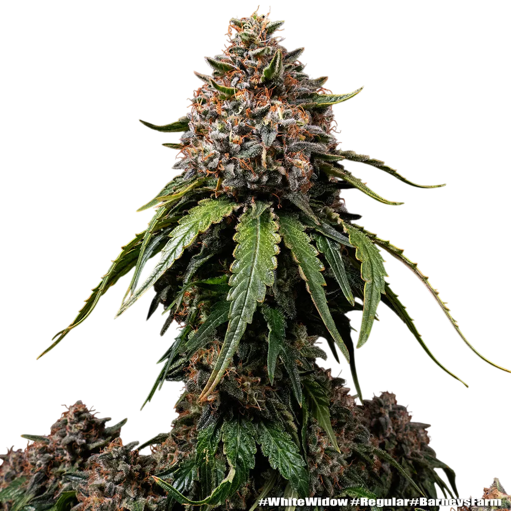 White Widow | PHOTOREG | Barneys Farm - Freigestellt 2026-06-09
