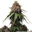 White Widow | PHOTOREG | Barneys Farm - Freigestellt 2026-06-09