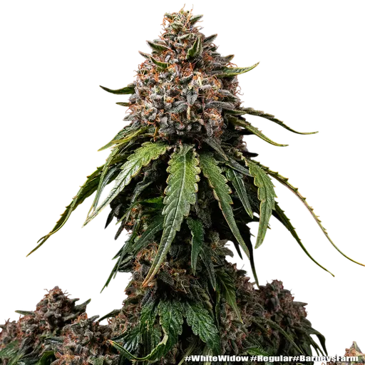 White Widow | PHOTOREG | Barneys Farm - Freigestellt 2026-06-09