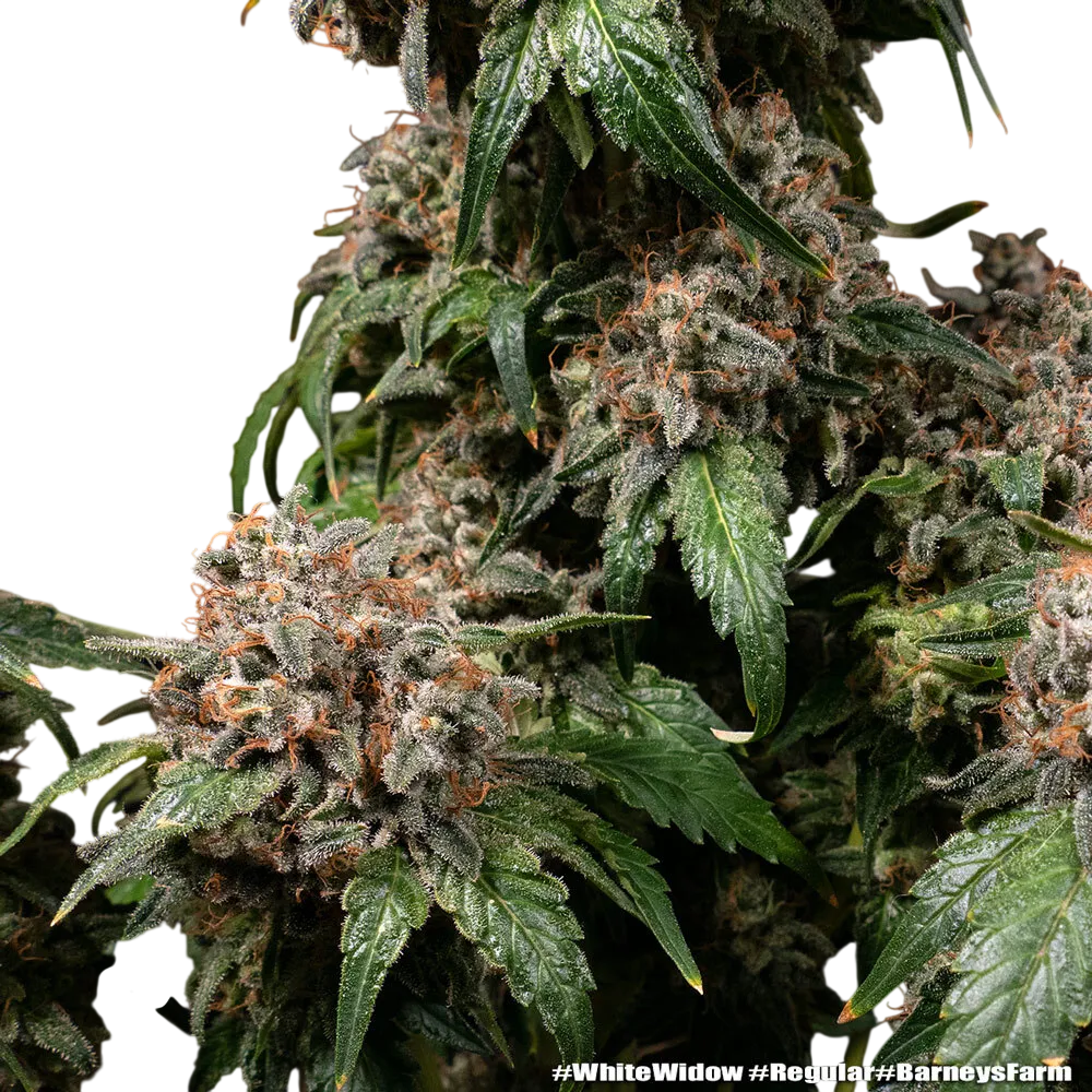 White Widow | PHOTOREG | Barneys Farm - Freigestellt 2026-06-09