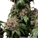 White Widow | PHOTOREG | Barneys Farm - Freigestellt 2026-06-09
