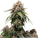 White Widow | PHOTOREG | Barneys Farm - Freigestellt 2026-06-09