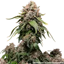 White Widow | PHOTOREG | Barneys Farm - Freigestellt 2026-06-09