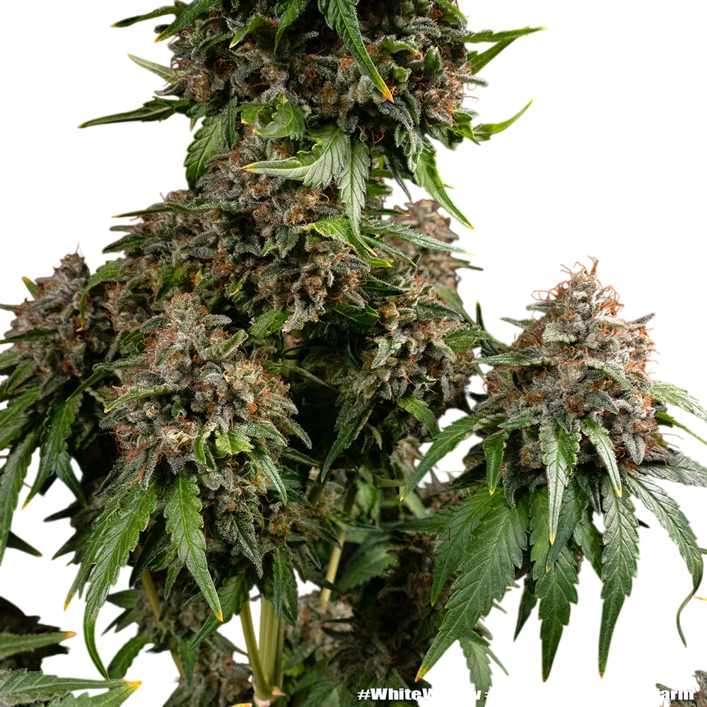 White Widow | PHOTOREG | Barneys Farm - Freigestellt 2026-06-09