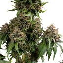 White Widow | PHOTOREG | Barneys Farm - Freigestellt 2026-06-09