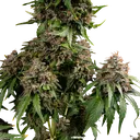 White Widow | PHOTOREG | Barneys Farm - Freigestellt 2026-06-09