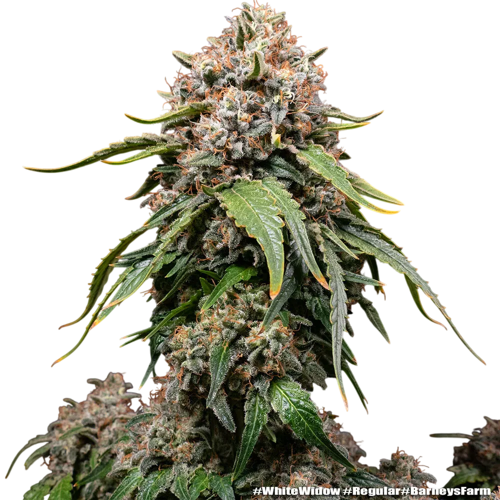 White Widow | PHOTOREG | Barneys Farm - Freigestellt 2026-06-09