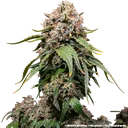 White Widow | PHOTOREG | Barneys Farm - Freigestellt 2026-06-09