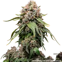 White Widow | PHOTOREG | Barneys Farm - Freigestellt 2026-06-09