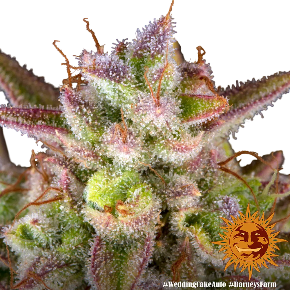 Wedding Cake Auto | AUTOFEM | Barneys Farm - Freigestellt 2026-06-09