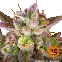 Wedding Cake Auto | AUTOFEM | Barneys Farm - Freigestellt 2026-06-09