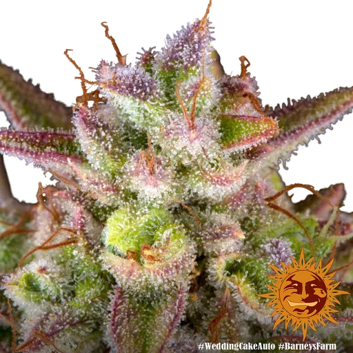 Wedding Cake Auto | AUTOFEM | Barneys Farm - Freigestellt 2026-06-09