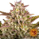 Wedding Cake Auto | AUTOFEM | Barneys Farm - Freigestellt 2026-06-09