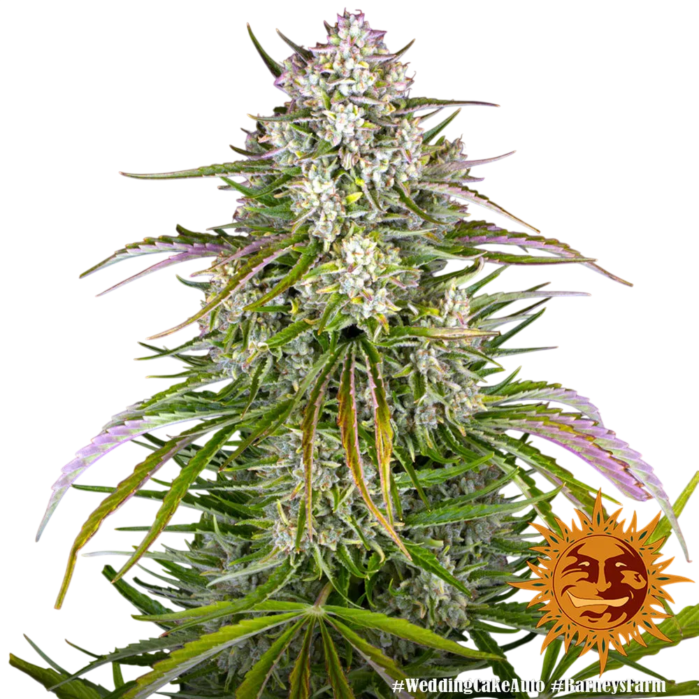 Wedding Cake Auto | AUTOFEM | Barneys Farm - Freigestellt 2026-06-09