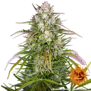 Wedding Cake Auto | AUTOFEM | Barneys Farm - Freigestellt 2026-06-09