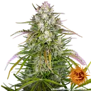Wedding Cake Auto | AUTOFEM | Barneys Farm - Freigestellt 2026-06-09