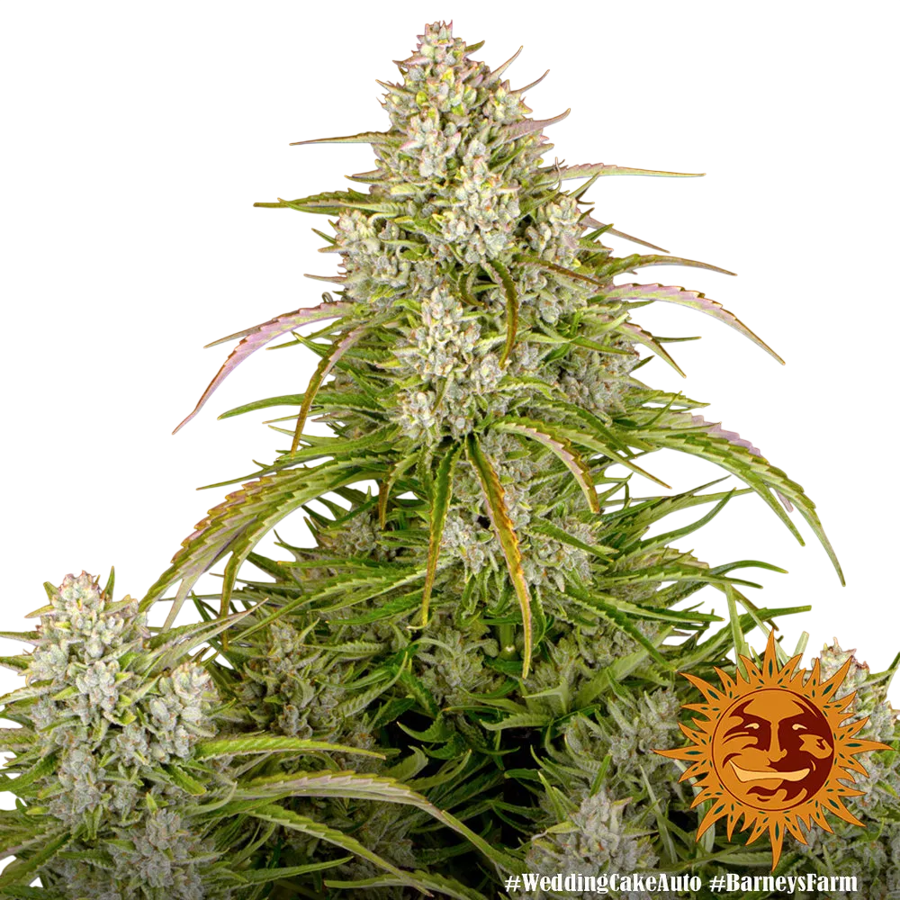 Wedding Cake Auto | AUTOFEM | Barneys Farm - Freigestellt 2026-06-09
