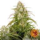 Wedding Cake Auto | AUTOFEM | Barneys Farm - Freigestellt 2026-06-09